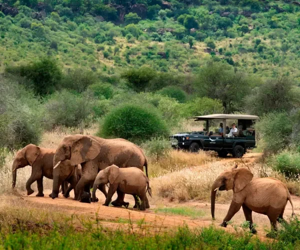 Cuatro formas sorprendentes de vivir un safari en &Aacute;frica