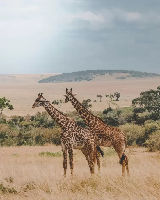 Safari en Kenia + extensi&oacute;n a playas
